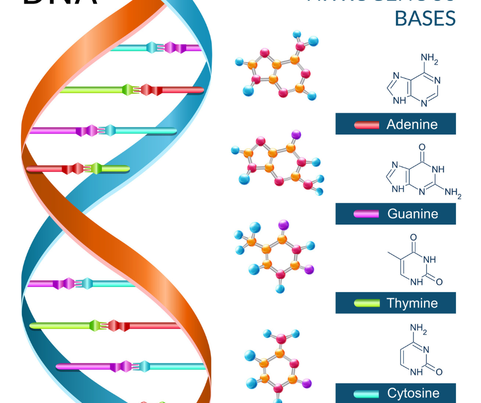 dna
